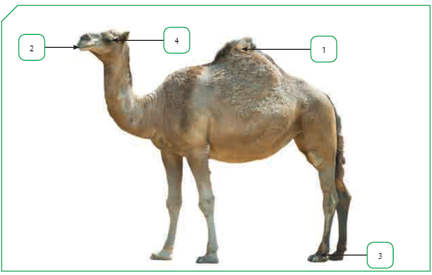 التكيف في الجمل